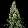 заказ семян конопли Arjan's Haze 3 feminised Green House Seeds заказ семян конопли Arjan's Haze 3 feminised Green House Seeds