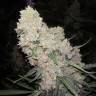 купить семена в России купить Auto Sour Diesel feminised
