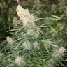 заказать семена в России купить Auto Sour Diesel feminised