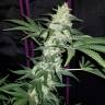 заказать качественные семена конопли Hash Plant regular Ganja Seeds заказать качественные семена конопли Hash Plant regular Ganja Seeds