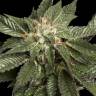 заказ семян конопли Москва LA Confidential regular DNA Genetics