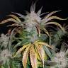 семена конопли индика Auto Cream Cookies feminised Fast Buds