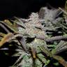 семена конопли для курения Auto Cream Cookies feminised Fast Buds