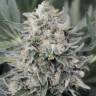 где заказать семена конопли Pineapple Skunk feminised Humboldt Seeds