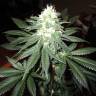 семена конопли наложенным платежом Pineapple Skunk feminised Humboldt Seeds