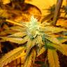 заказ семян конопли Pineapple Skunk feminised Humboldt Seeds