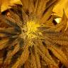 заказ семян конопли Москва Pineapple Skunk feminised Humboldt Seeds