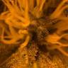 семена конопли Pineapple Skunk feminised Humboldt Seeds