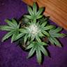 автоцветущие семена конопли Auto White Widow feminised Nirvana Seeds