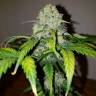 семена конопли f1 в оригинальной упаковке Auto White Widow feminised Nirvana Seeds