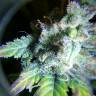 семена конопли автоцвет Auto White Widow feminised Nirvana Seeds