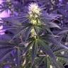 заказать на сайте семена конопли Skunk XL feminised Royal Queen заказать на сайте семена конопли Skunk XL feminised Royal Queen