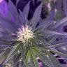 где можно заказать семена конопли Skunk XL feminised Royal Queen где можно заказать семена конопли Skunk XL feminised Royal Queen