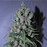 семена конопли для выращивания Jack 47 feminised Sweet Seeds