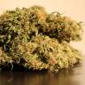 Семена марихуаны в России Auto Blow Mind feminised Ganja Seeds