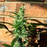 Семена конопли оптом Auto Blow Mind feminised Ganja Seeds