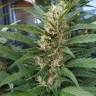 Где купить семена марихуаны S.A.D. (Sweet Afgani Delicious) feminised Ganja Seeds Fast Version