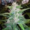 заказать на сайте семена конопли Auto Red Poison feminised