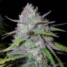 семена конопли наложенным платежом Arjan's Ultra Haze 1 feminised Green House Seeds