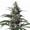 заказать качественные семена конопли Arjan's Ultra Haze 1 feminised Green House Seeds