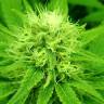 Lemon Zkittle feminised Dutch Passion Seeds