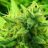 Lemon Zkittle feminised Dutch Passion Seeds