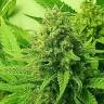 Lemon Zkittle feminised Dutch Passion Seeds