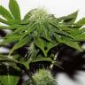регулярные семена конопли G13 regular регулярные семена конопли G13 regular
