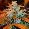 качественные семена конопли G13 regular качественные семена конопли G13 regular