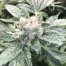 семена конопли курьером Haze regular Ganja Seeds семена конопли курьером Haze regular Ganja Seeds