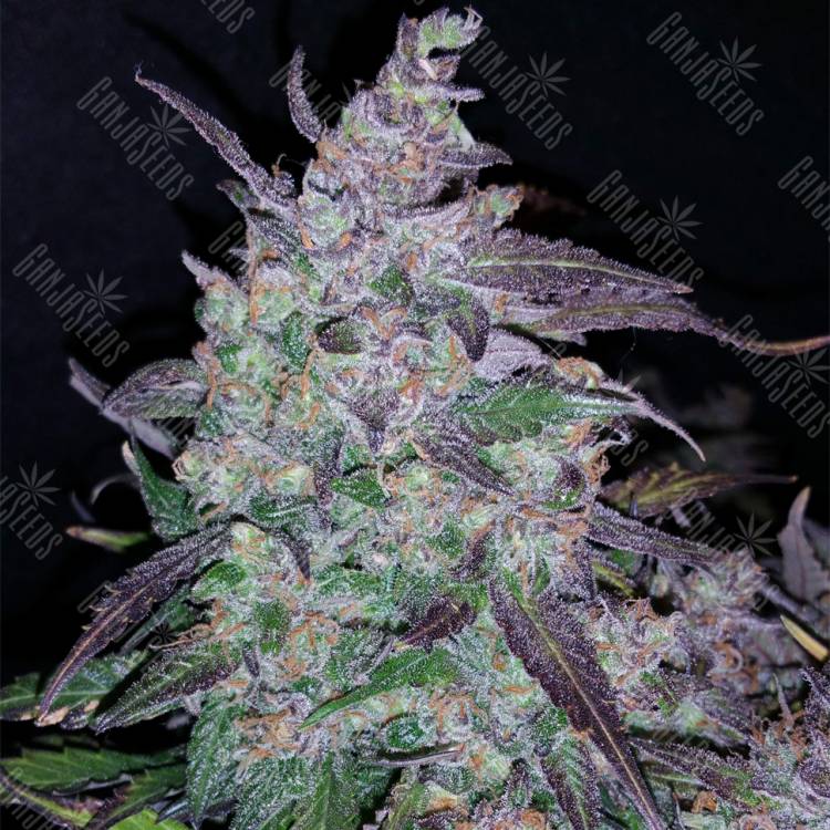 семена конопли для выращивания Auto Fastberry feminised Fast Buds семена конопли для выращивания Auto Fastberry feminised Fast Buds