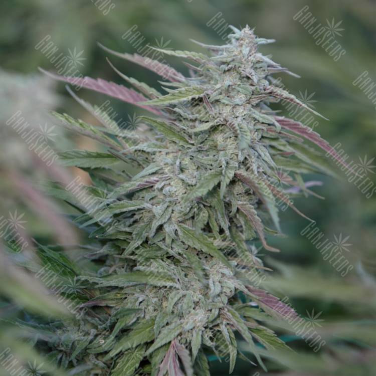 семена конопли почтой Purple Trainwreck feminised Humboldt Seeds семена конопли почтой Purple Trainwreck feminised Humboldt Seeds