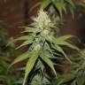 заказать на сайте семена конопли Purple Trainwreck feminised Humboldt Seeds заказать на сайте семена конопли Purple Trainwreck feminised Humboldt Seeds