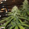 хорошие семена конопли Purple Trainwreck feminised Humboldt Seeds хорошие семена конопли Purple Trainwreck feminised Humboldt Seeds