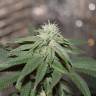 конопля семена сорта заказать Purple Trainwreck feminised Humboldt Seeds конопля семена сорта заказать Purple Trainwreck feminised Humboldt Seeds