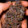 семена каннабиса Auto Dark Devil feminised Sweet Seeds