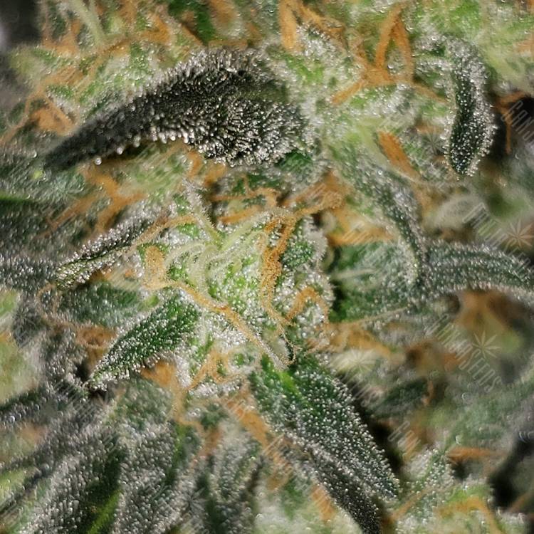 семена конопли марихуаны Killer Kush F1 Fast Version feminised Sweet Seeds семена конопли марихуаны Killer Kush F1 Fast Version feminised Sweet Seeds