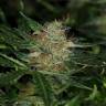 семена конопли в рф Auto Sour Diesel feminised