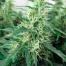 Juggernaut feminised GanjaVIP Seeds