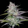 заказать на сайте семена конопли Arjan's Ultra Haze 2 feminised Green House Seeds