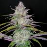 где можно заказать семена конопли Arjan's Ultra Haze 2 feminised Green House Seeds