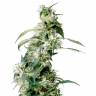 хорошие семена конопли Arjan's Ultra Haze 2 feminised Green House Seeds