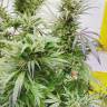 Master Kush feminised Dutch Passion Seeds