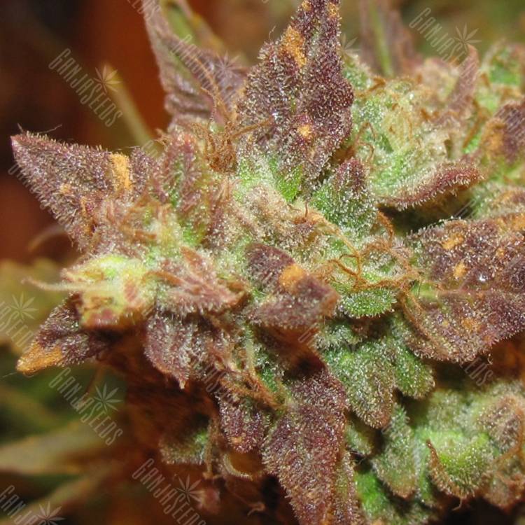 заказ семян конопли Auto Big Devil 2 regular Ganja Seeds заказ семян конопли Auto Big Devil 2 regular Ganja Seeds
