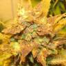 где заказать семена конопли Auto Big Devil 2 regular Ganja Seeds где заказать семена конопли Auto Big Devil 2 regular Ganja Seeds