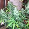 семена конопли автоцвет Auto Siberian Haze regular