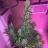 мощные семена конопли Auto Siberian Haze regular