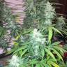 семена конопли f1 в оригинальной упаковке Auto Siberian Haze regular