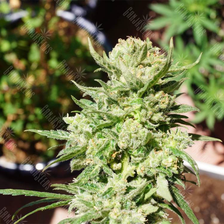 семена конопли гидропоники Auto G14 feminised Fast Buds