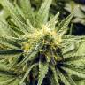 качественные семена конопли AK-48 feminised Nirvana Seeds